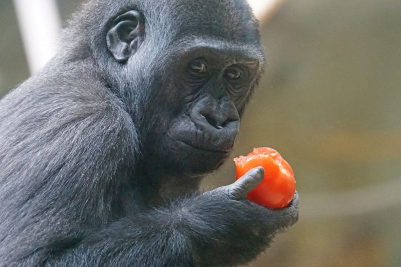 lowland gorilla eating a tomato