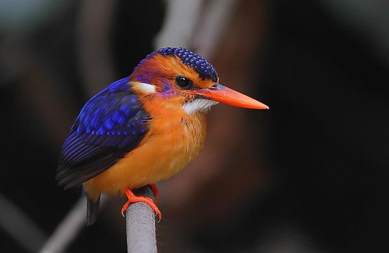 African pygmy kingfisher, animals on Kilimanjaro