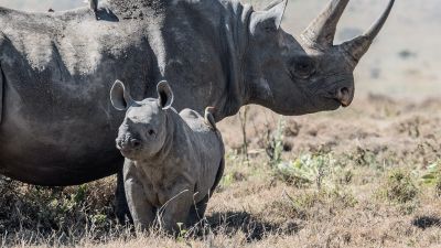 Black rhino and calf standing in grassland in Kenya