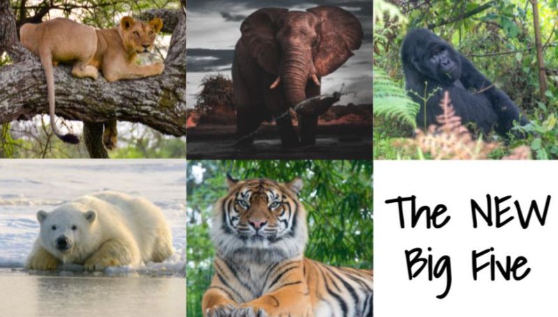 The new Big Five image of gorillas, tigers, lions, elephants and polar bears
