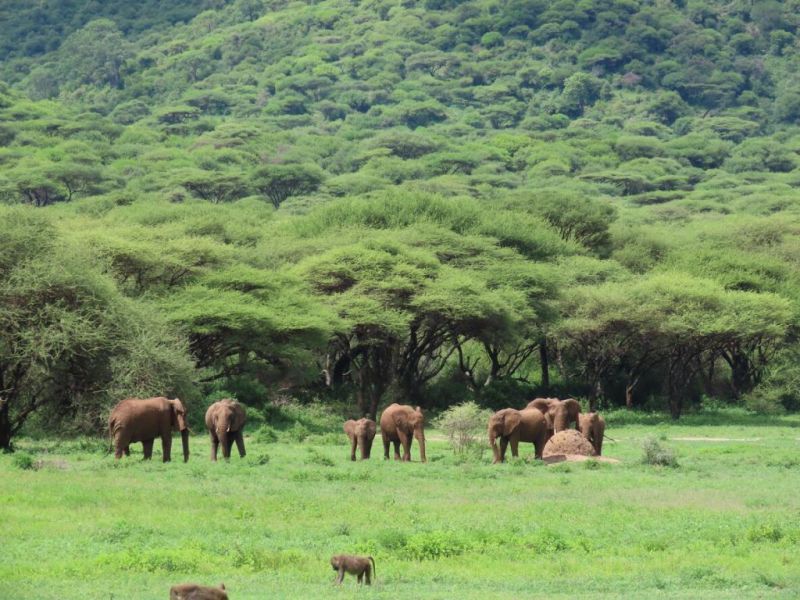 Elephants herd by forest wall of Ngorongoro Crater