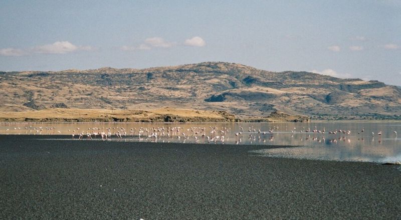 Flamingos-shore-Lake-Natron-Tanzania-1-1024x562.jpeg