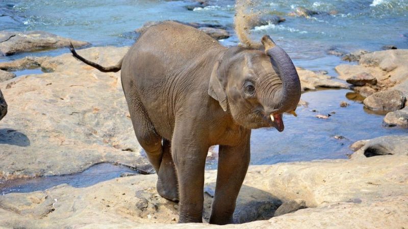 elephant calf Tarangire, Top 10 attractions in Tanzania
