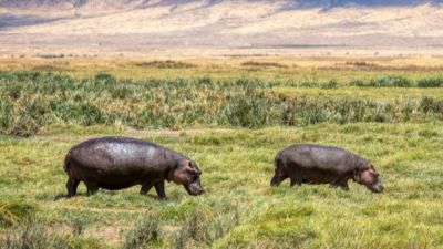 Hippos-Ngorongoro-Crater
