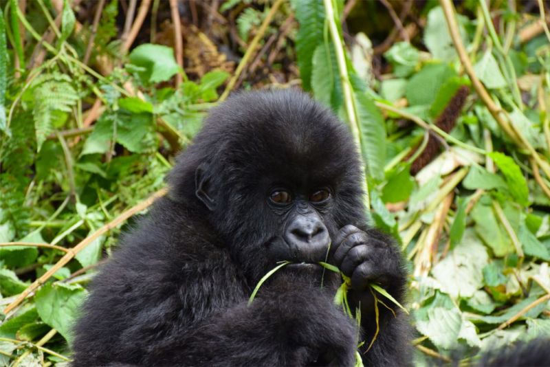 Infant mountain gorilla eating