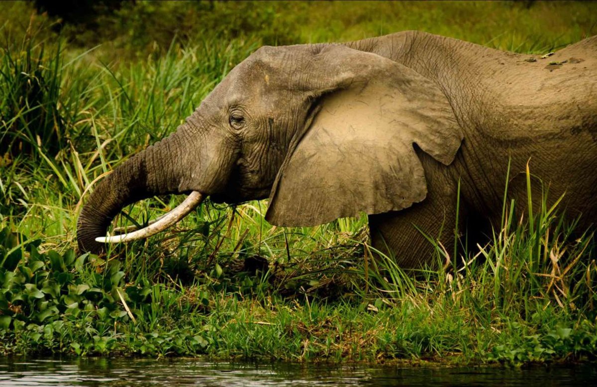 elephant, Murchison Falls National Park