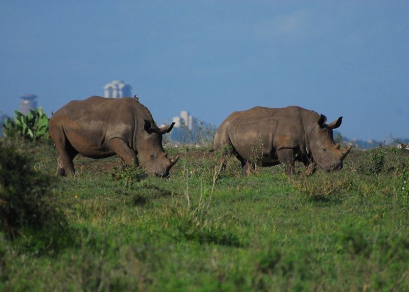Black rhinos Nairobi Kenya