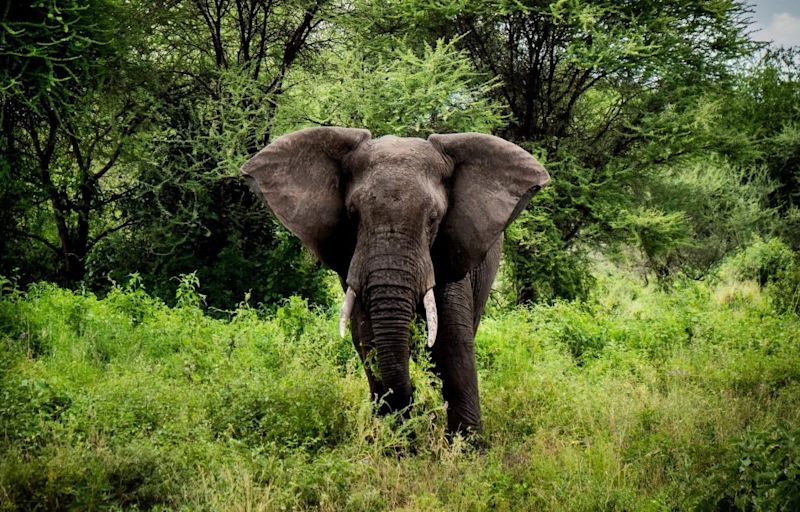 elephant Serengeti