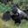 Silverback and two young gorillas
