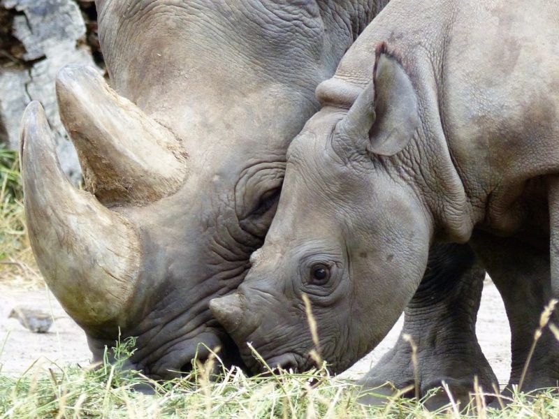 Close up of two black rhinos, what is the Serengeti famous for?