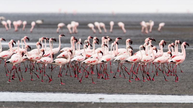 A stand of lesser flamingoes at Lake Natron