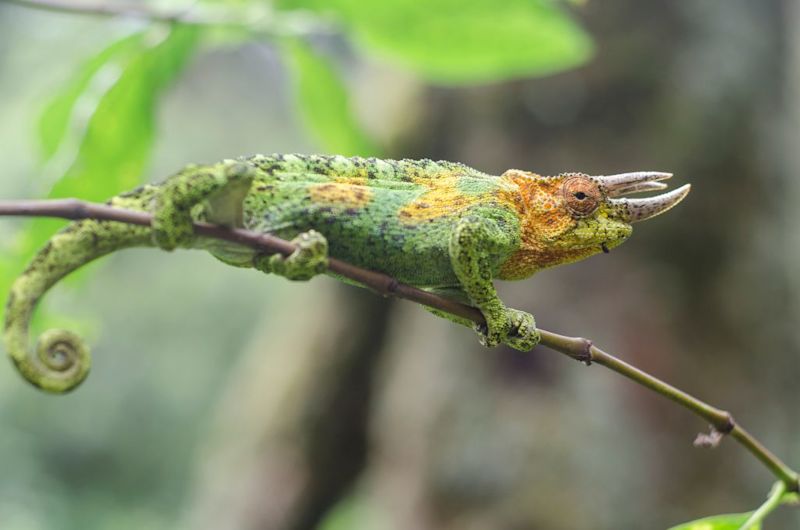 Johnston's chameleon Uganda Rwenzori Mountains