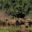 Cape buffaloes by water in Murchison Falls National Park