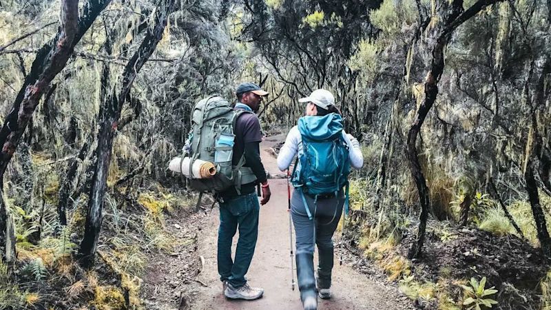 Kilimanjaro forest and trekkers