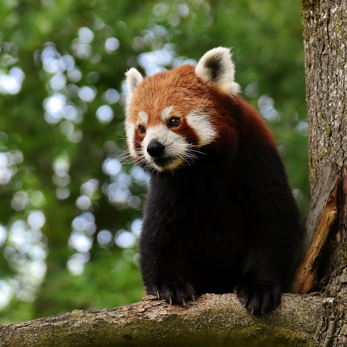 Red panda in a tree