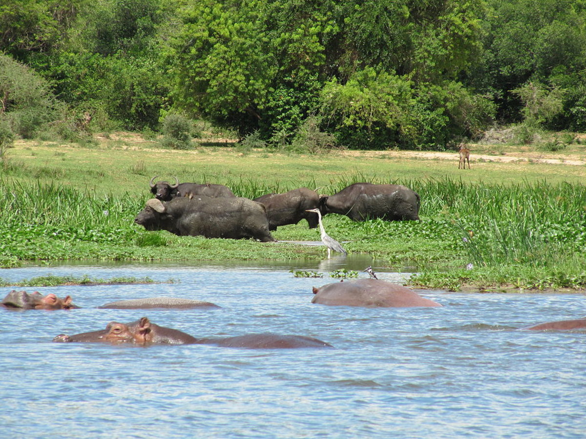 Buffaloes and hippos in the Victoria Nile in Murchison Falls National Park