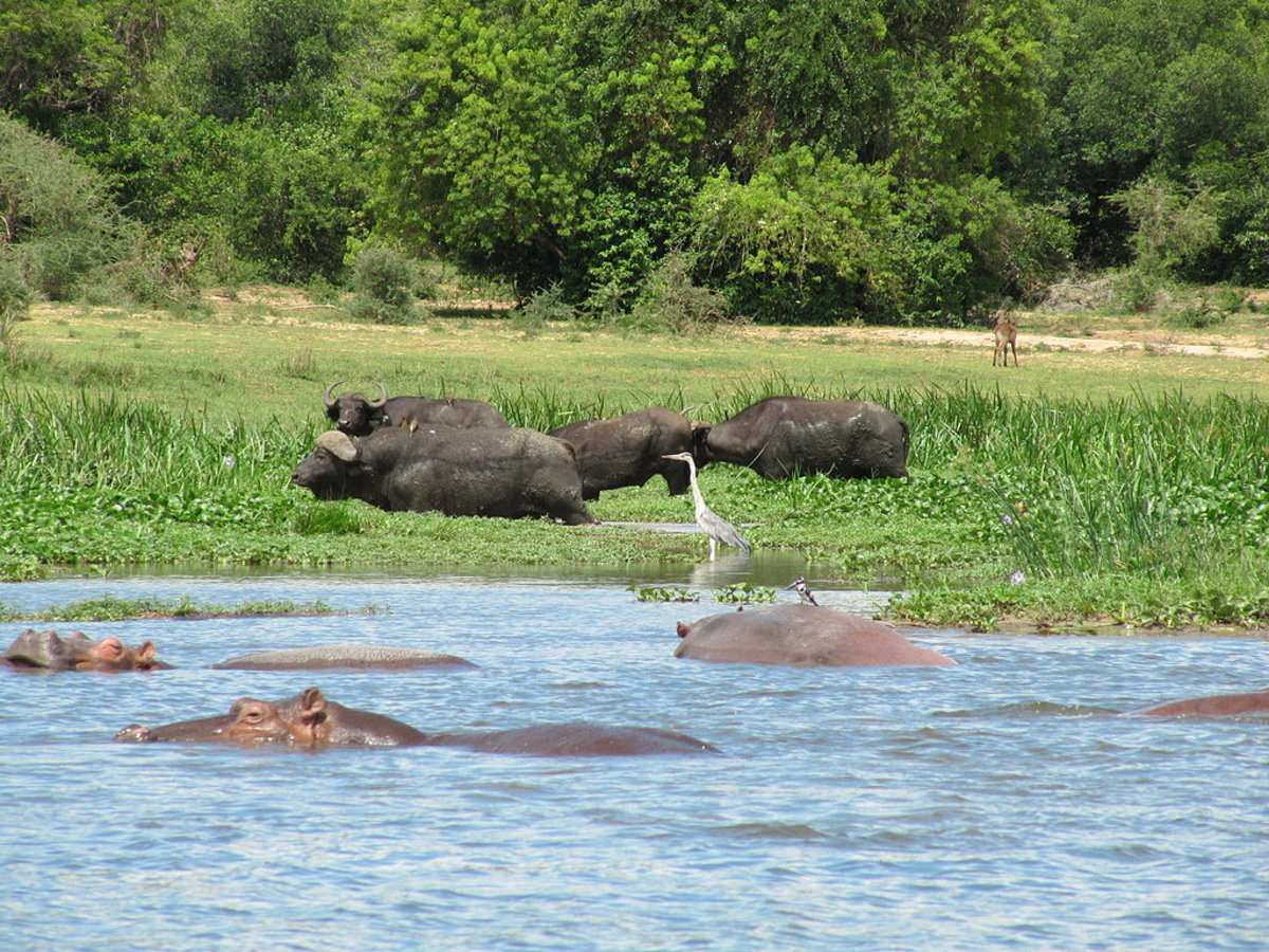 Buffaloes and hippos in the Victoria Nile in Murchison Falls National Park