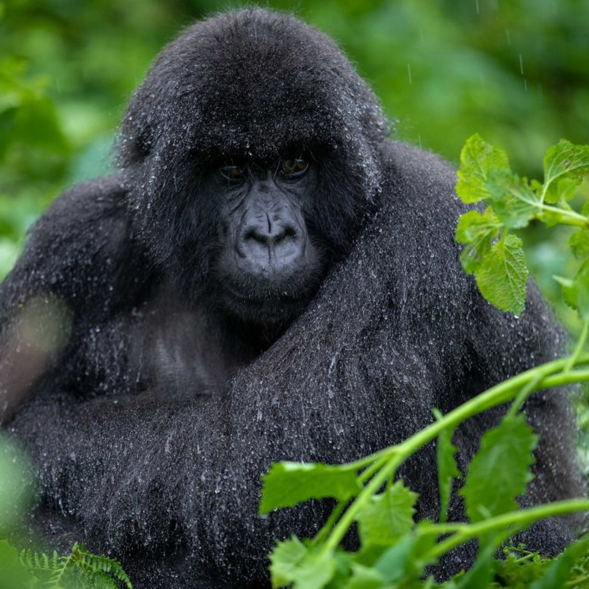 Mountain gorilla sitting in the rain