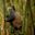 Ours. S. Golden monkey in bamboo forest