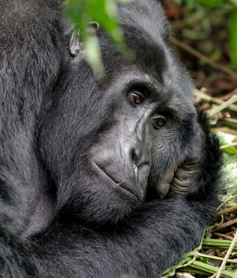 Close-up of a mountain gorilla's face