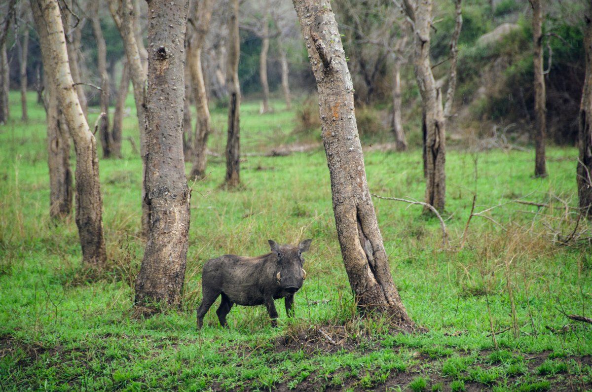 Warthog among trees in Lake Mburo National Park, Uganda