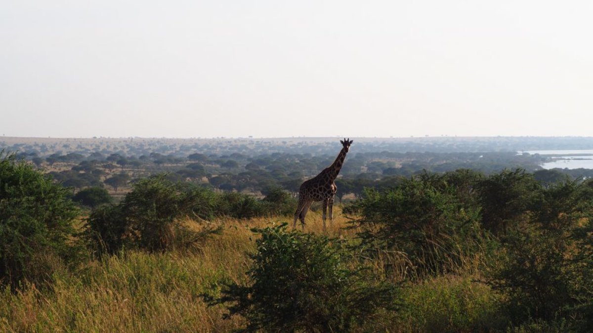 Giraffe among thorn scrub in Murchison falls NP