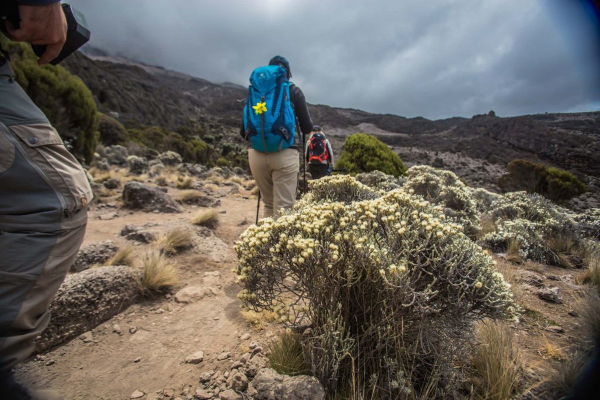 Climbing Mount Kilimanjaro on the Kilimanjaro Umbwe Route