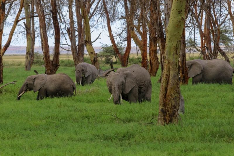 elephants Amboseli NP Kenya African safari