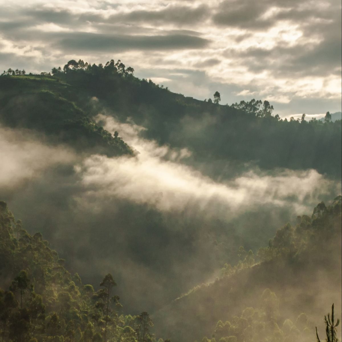 Rolling forested hills of Bwindi Forest with pockets of mist and sun breaking through cloud cover