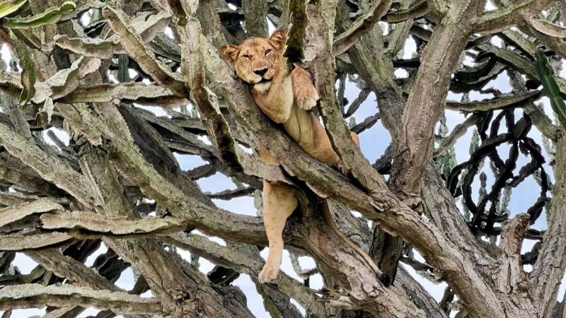 Lioness in tree, Queen Elizabeth NP