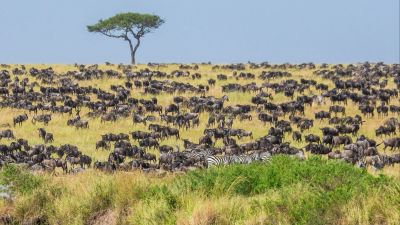 Great Migration herd