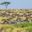Great Migration herd