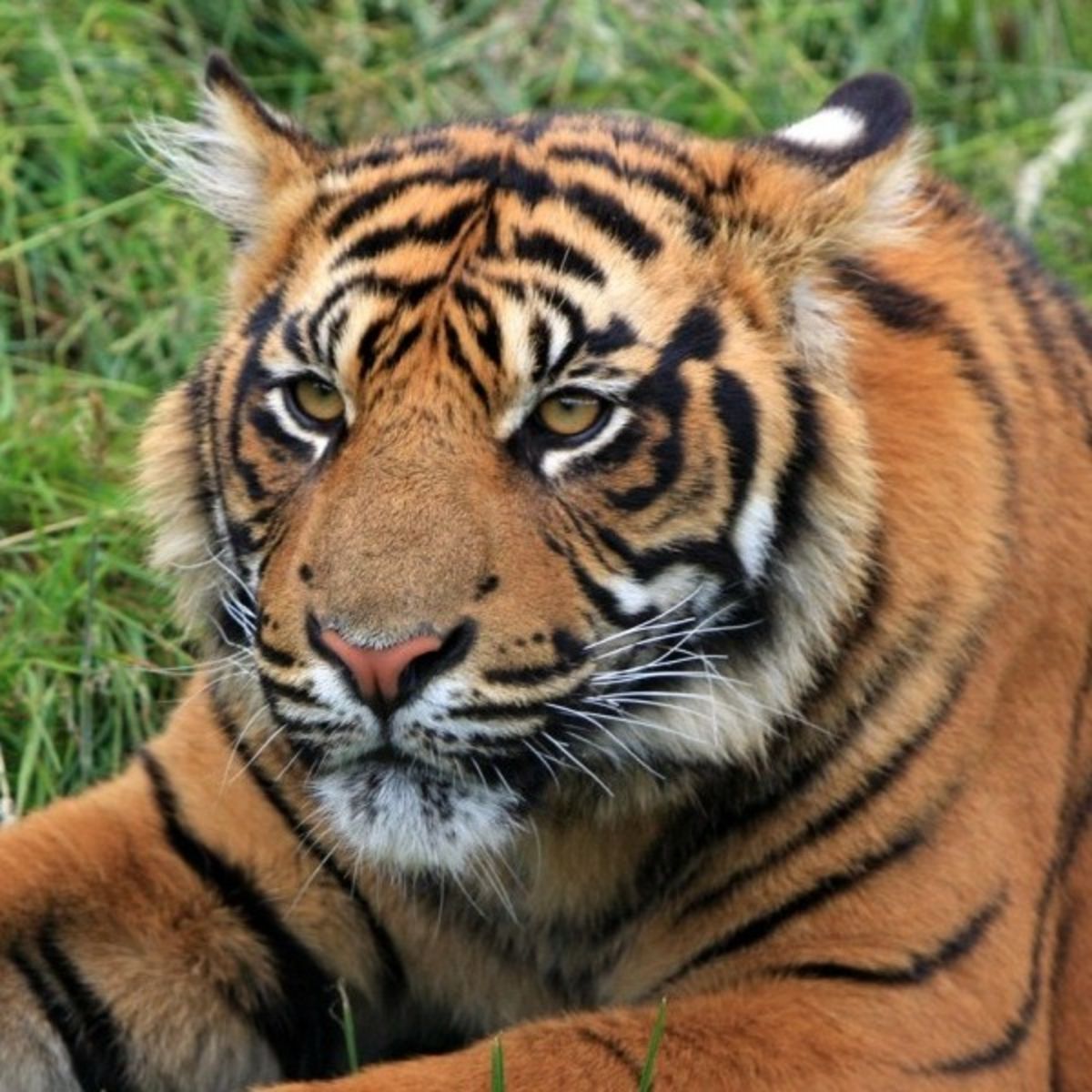 Sumatran tiger sitting by long green grass