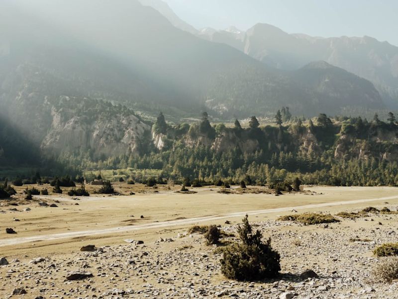 Forest along the Annapurna circuit trek