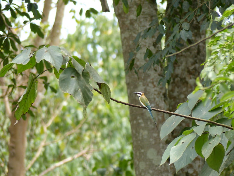 White-throated bee-eater in Mabira Forest Reserve in Jinja, Uganda