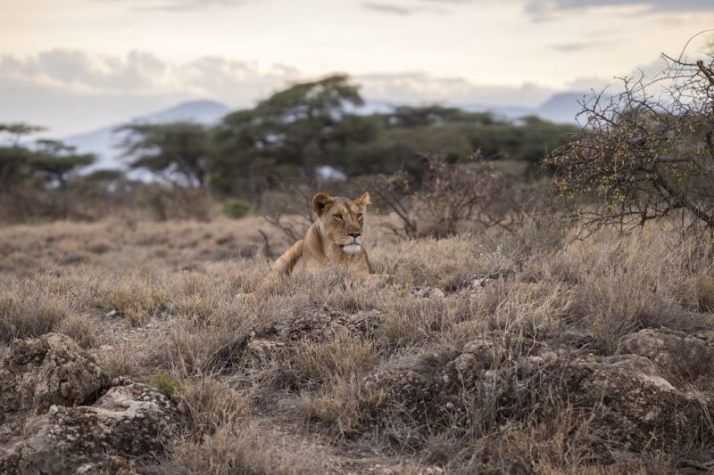 Lioness in grass, what is the Serengeti famous for?