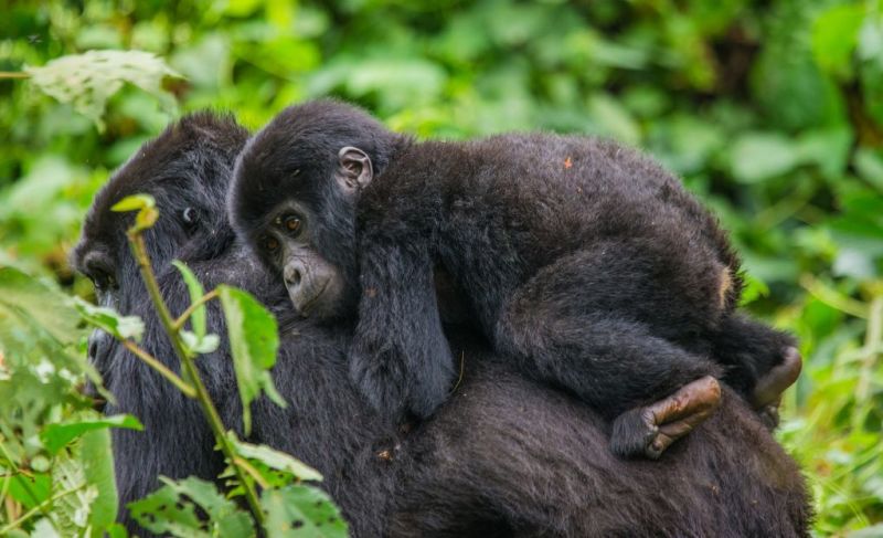 infant gorilla on mothers back