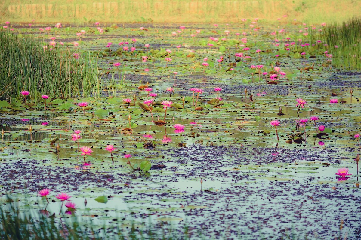 Pond water lilies