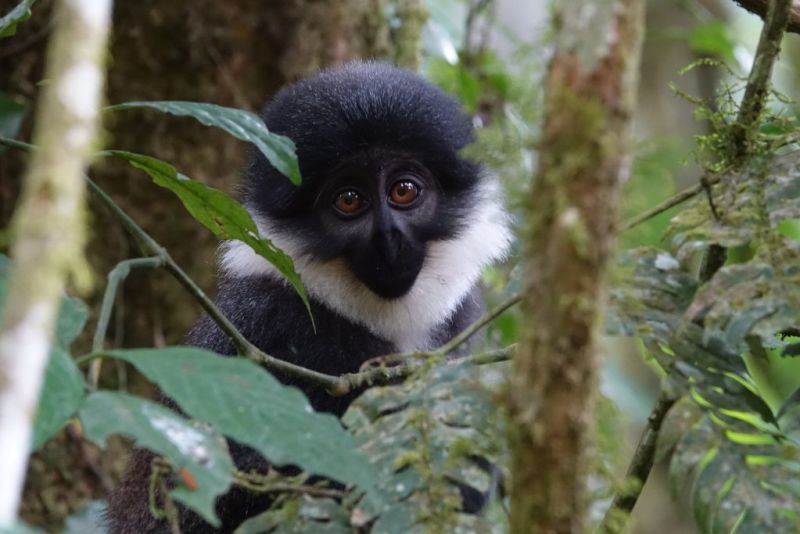 l'Hoest monkey, Uganda wildlife in pictures
