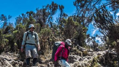 Two trekkers hiking downhill on rough terrain on Kilimanjaro in the moorland zone