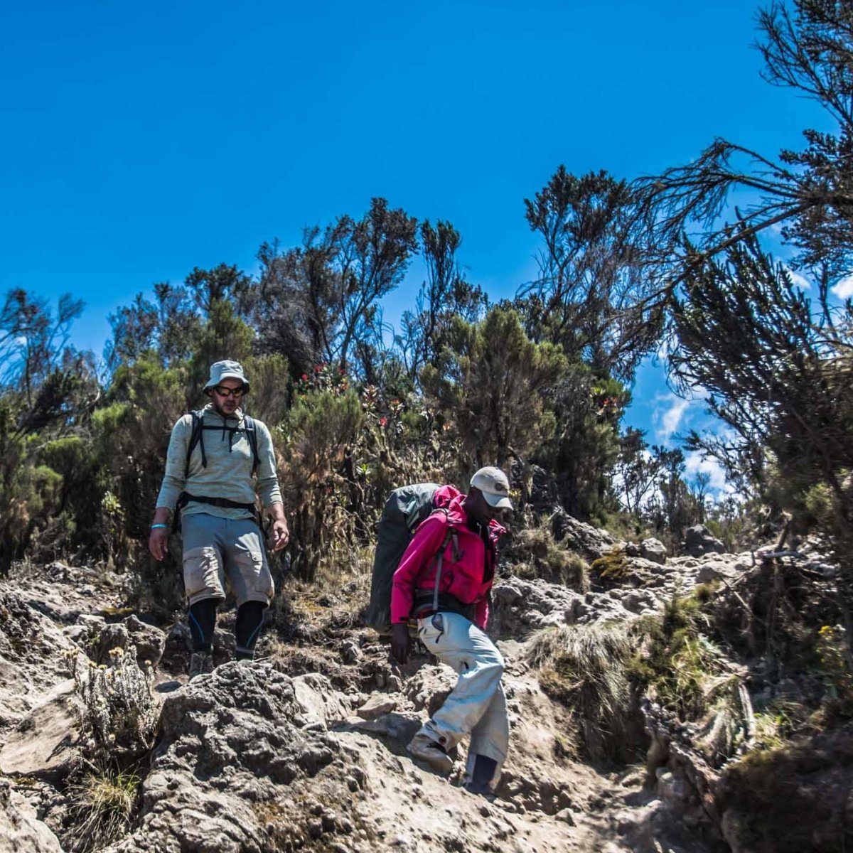 Two trekkers hiking downhill on rough terrain on Kilimanjaro in the moorland zone
