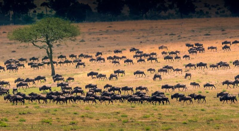 Herd of wildebeests, safari safety