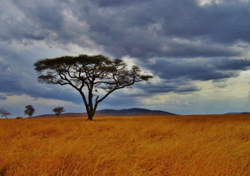 Acacia tree in the Serengeti, what is the Serengeti famous for?