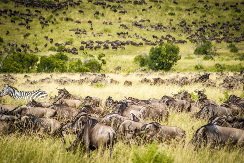 Wildebeests Great Wildlife Migration