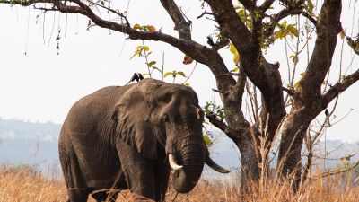 Elephant standing by tree in Uganda