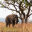 Elephant standing by tree in Uganda
