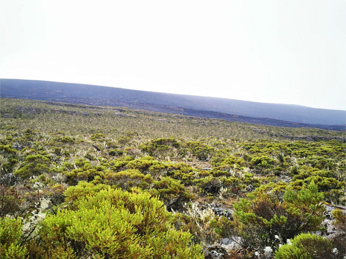 View from Mweka Camp, Kilimanjaro