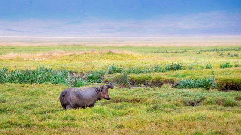 Hippo in Ngorongoro Crater