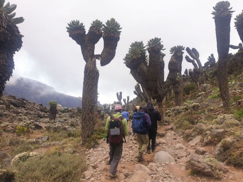 Kilimanjaro giant groundsels