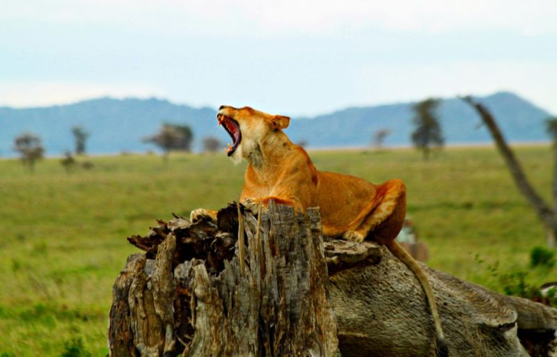 Lioness in Ngorongoro Crater